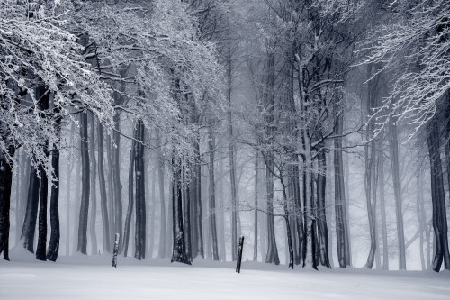 black-and-white-cold-fog-forest-235621.jpg